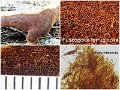 Fuscoporia ferruginosa-amf1424